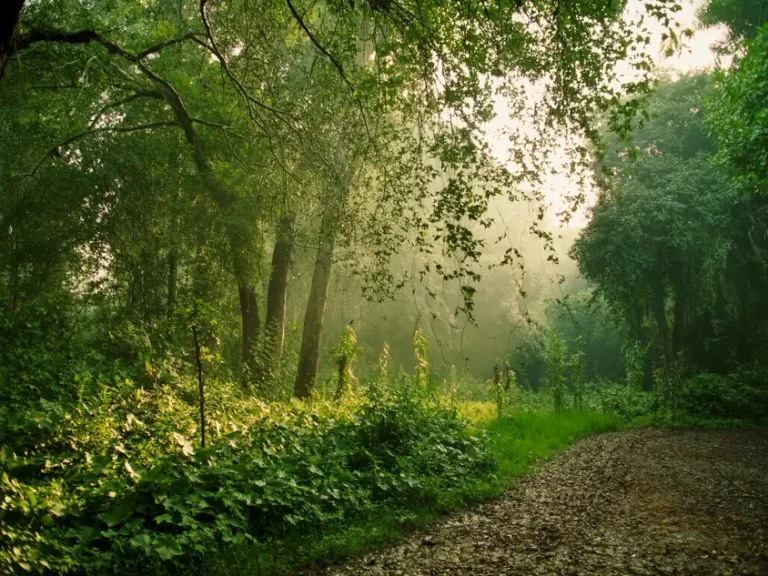 Bobiri Forest Reserve
