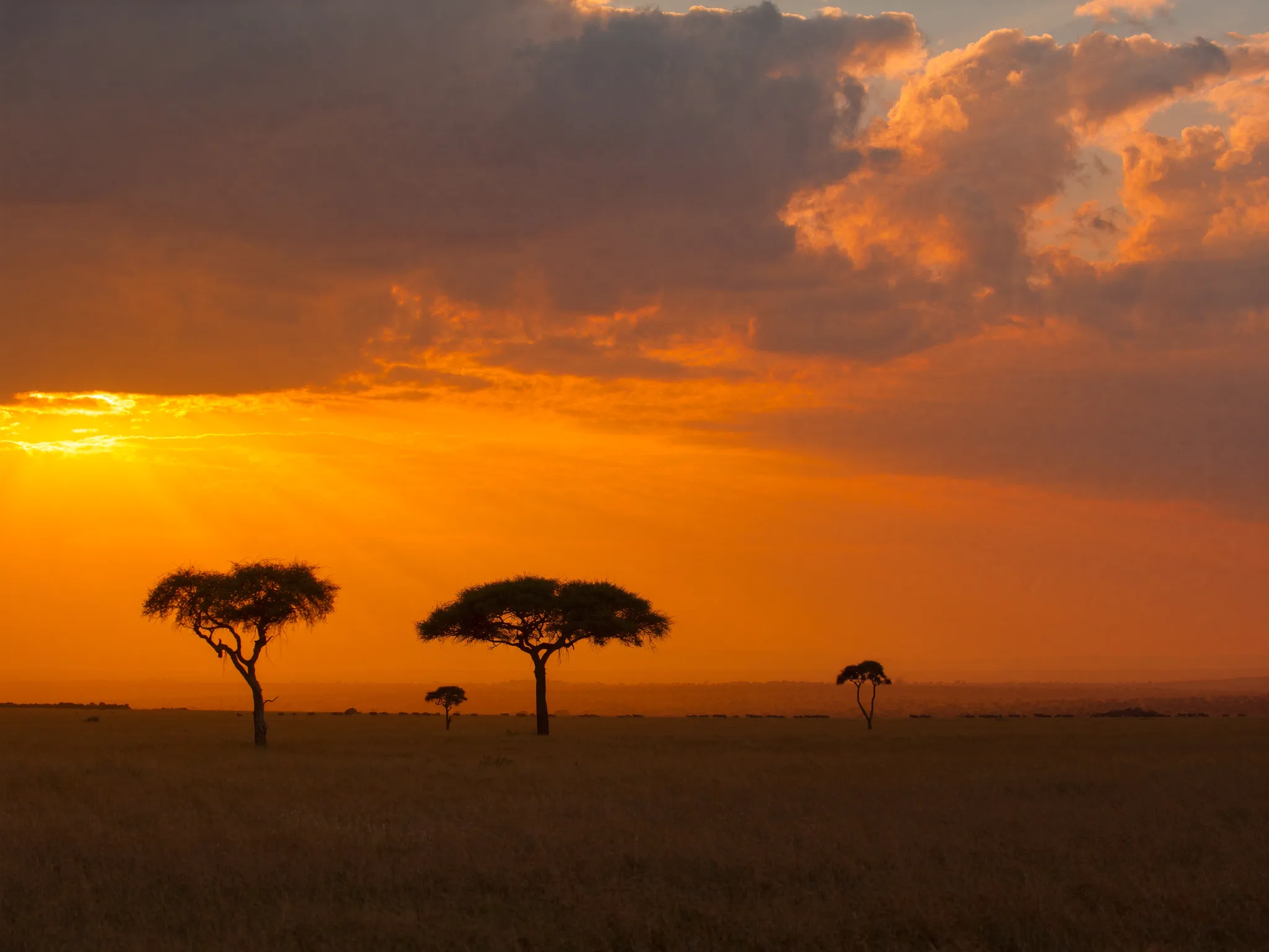 Maasai Mara savanna